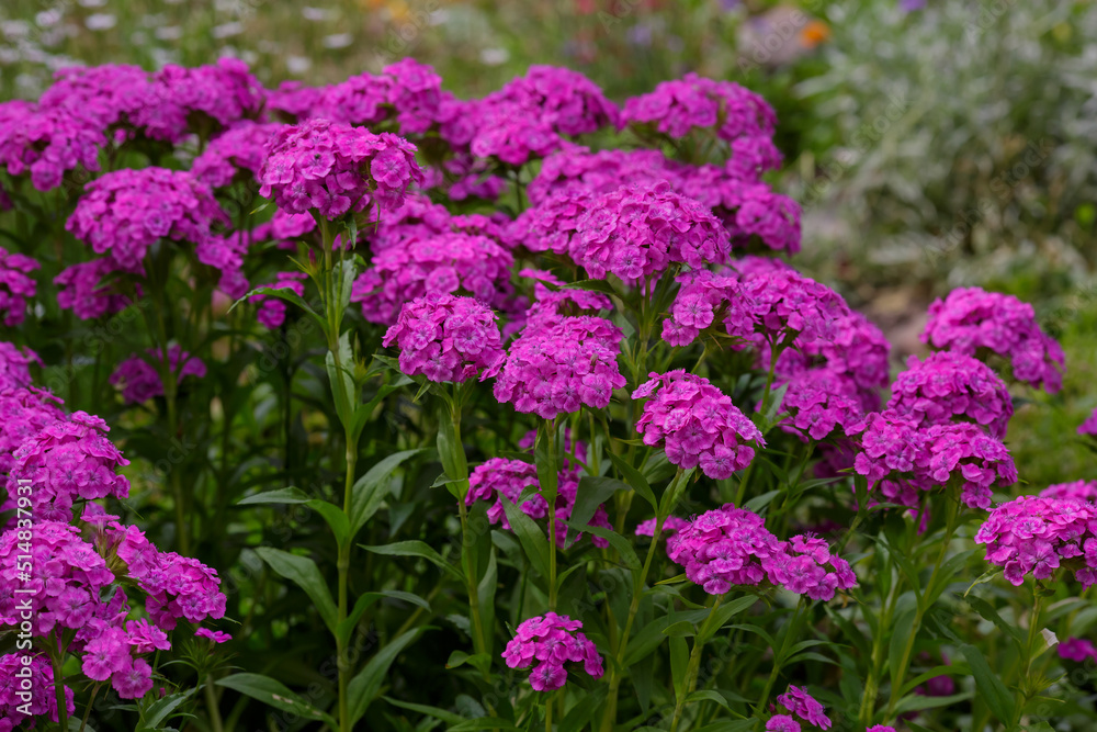 Purple flowers of Turkish carnation ( lat. Dianthus barbatus) in garden Purple flowers of Turkish carnation ( lat. Dianthus barbatus) in garden