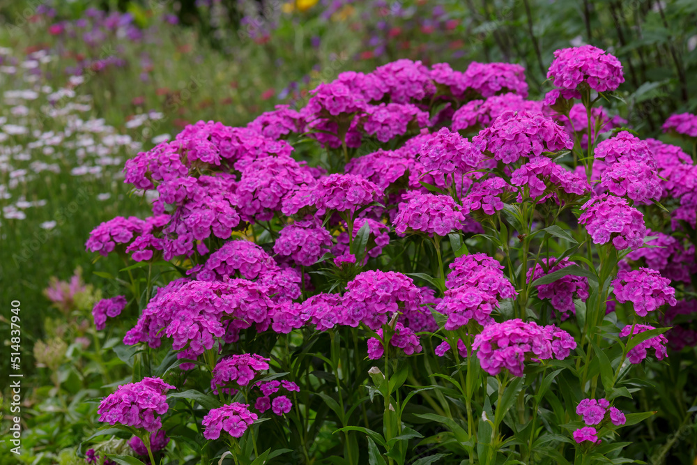 Dianthus barbatus (Sweet William's) in garden. Purple flowers dianthus barbatus in natural background. Dianthus barbatus (Sweet William's) in garden. Purple flowers dianthus barbatus in natural background.