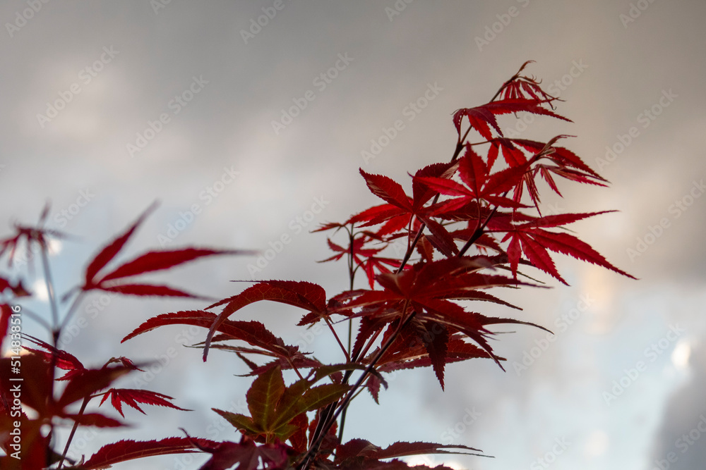 Japanese maple with cloudy sky in the background Japanese maple with cloudy sky in the background