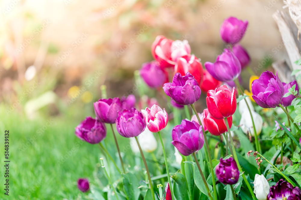 Close up tulips on blurred nature background