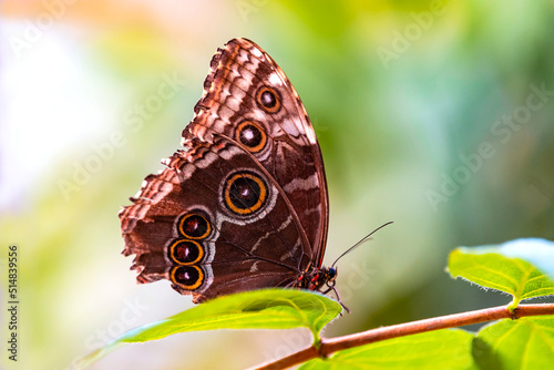 Motyl z gatunku Morpho peleides 