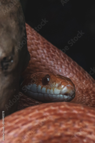 Macro snake