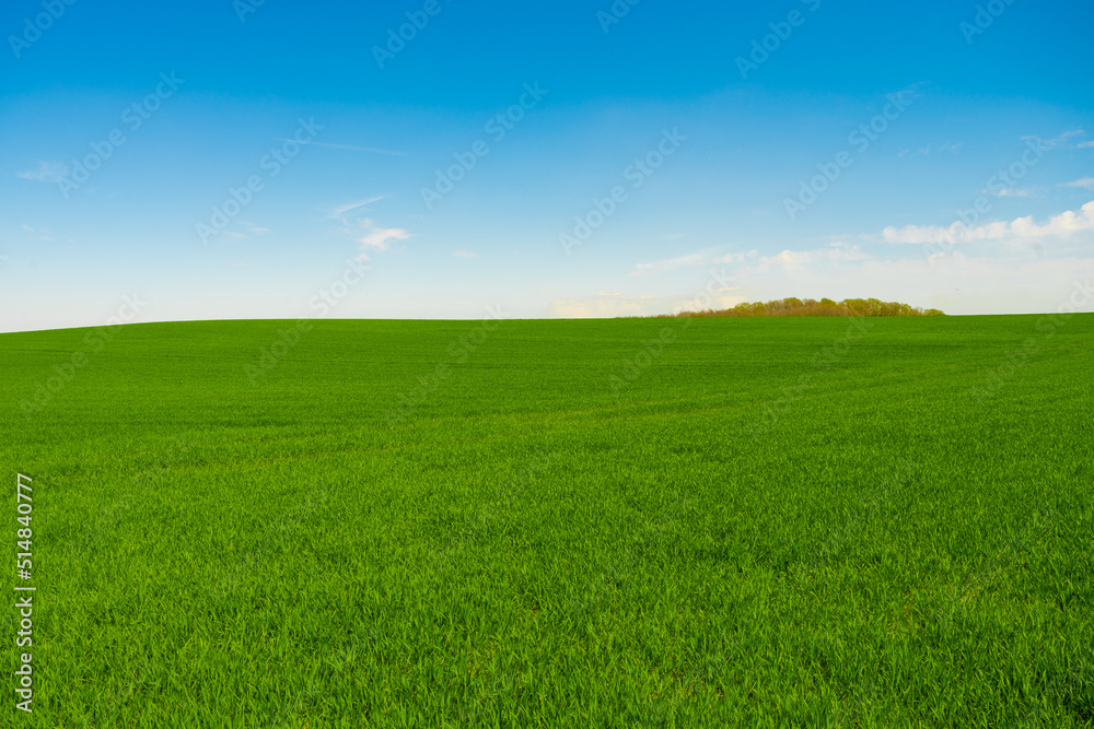 Idyllic grassland, rolling green fields, blue sky and white clouds in the background