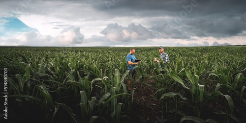 Two farmers in an agricultural corn field on a cloudy day. Agronomist in the field against the background of rainy clouds