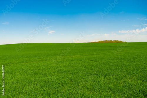 Idyllic grassland, rolling green fields, blue sky and white clouds in the background © EwaStudio