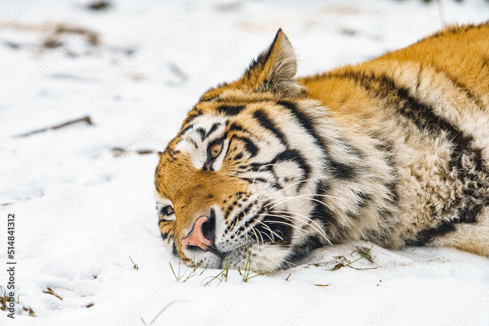 Obraz premium Tiger lying in the snow. Beautiful wild siberian tiger on snow