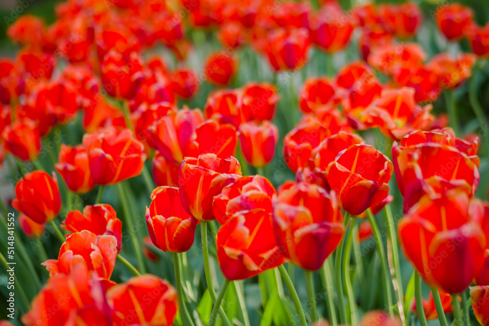 Colorful spring meadow with lot red tulip flowers - close up. Nature, floral, blooming and gardening concept Colorful spring meadow with lot red tulip flowers - close up. Nature, floral, blooming and gardening concept