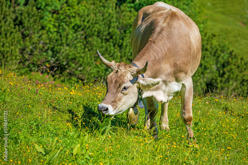 Allgäu - Kuh - Hörner - Braunvieh - Sommer