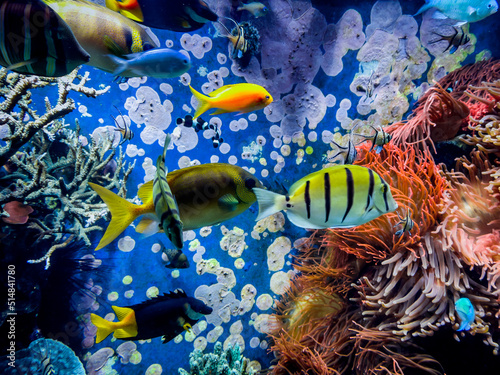 Underwater scene. Colorful and vibrant aquarium life