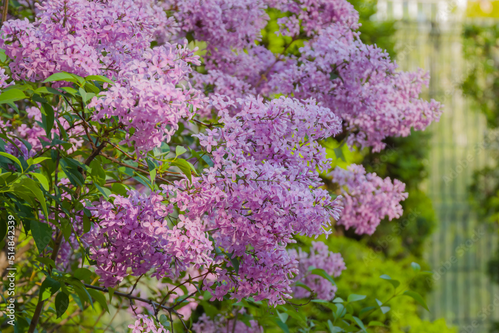 Syringa vulgaris, common lilac branch - close up view. Nature, floral, blooming and gardening concept