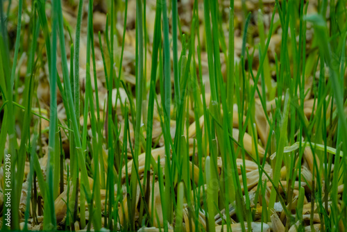 Fresh microgreens oat and wheat grass growing: close up view, macro. Spring, germination, natural, raw and growth concept