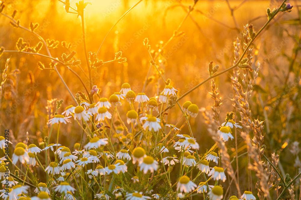 Sommer auf der Wiese