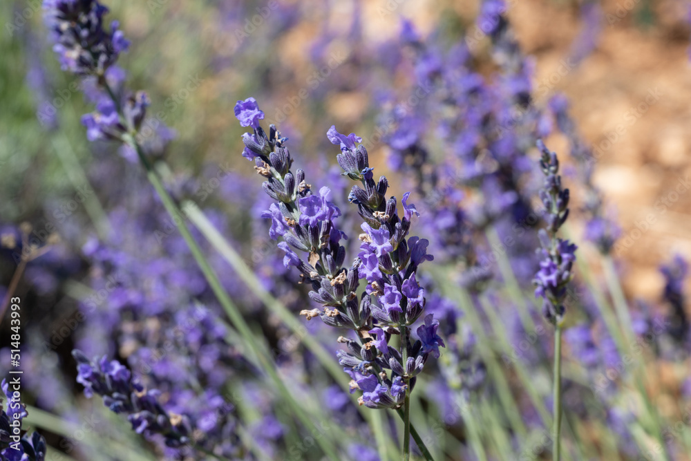 Obraz premium Gros plan de lavandes de provence