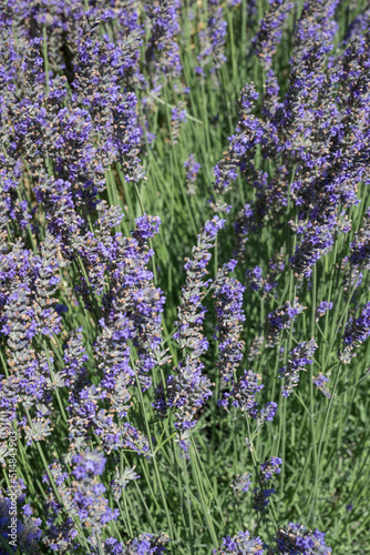 Gros plant de lavande butin   par des insectes