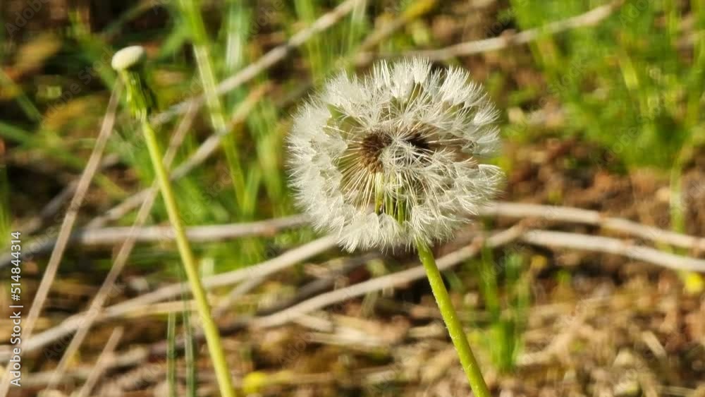 Big fluffy dandelion in the morning sun on the lawn Big fluffy dandelion in the morning sun on the lawn
