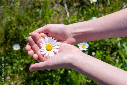 children's hands carefully hold a chamomile flower. Delicate white flower in the palm of your hand
