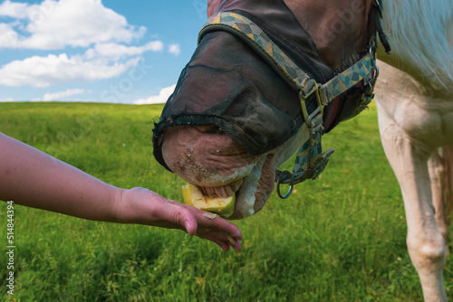 Close up portrait of horse with fly protection mask eating apple on a meadow. hand of man feeding horse with fruit outdoor