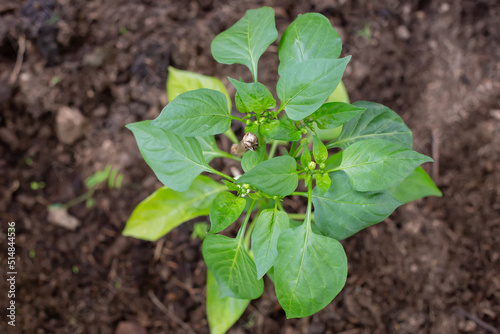 A bush of a young healthy bell pepper growing in the ground