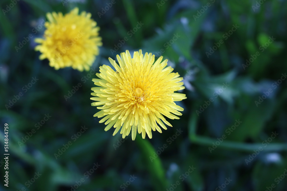 Yellow dandelion bud on green blurry background Yellow dandelion bud on green blurry background