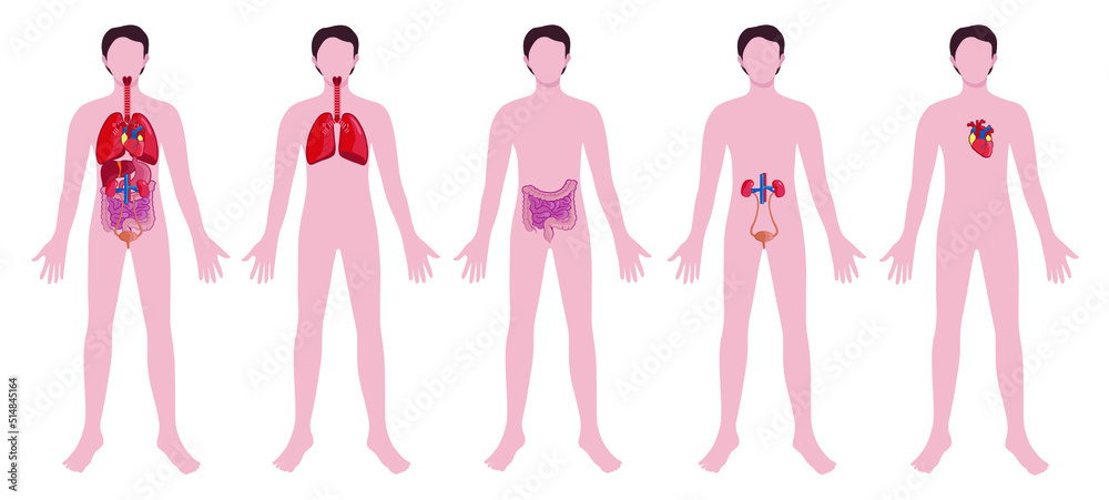 Set of man with drawn internal organs on white background. Anatomy concept