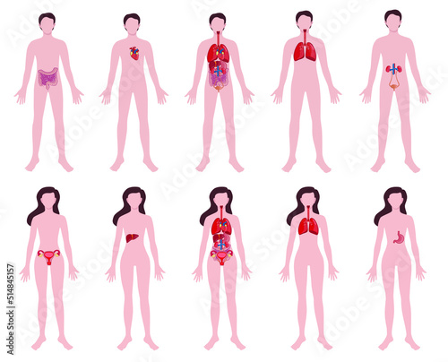 Set of people with drawn internal organs on white background. Anatomy concept
