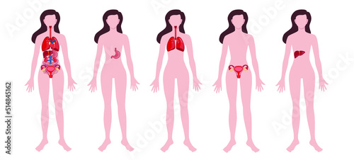 Set of woman with drawn internal organs on white background. Anatomy concept
