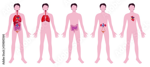 Set of man with drawn internal organs on white background. Anatomy concept