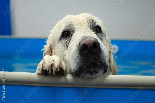 Фотография golden retriever dog training in the swimming pool