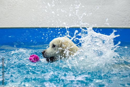 Картината върху платно golden retriever dog playing with ball in the swimming pool
