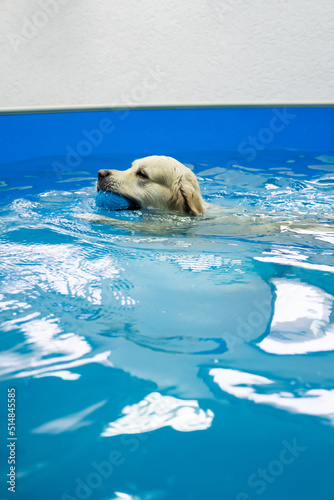 Konstfotografi golden retriever dog playing with ball in the swimming pool