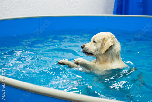 Canvastavla golden retriever dog training in the swimming pool