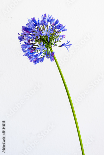 ALLIUM FLOWERS BRING STAR POWER TO THE GARDEN on a white background

 photo