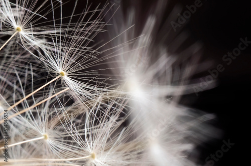 Dandelion seeds on a black background. Close-up. Soft focus