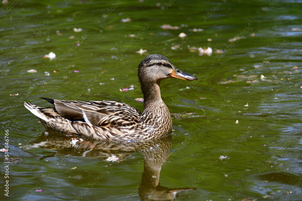 Female Mallard duck swimming in the park ponds. Nature wildlife mallard duck. Close up ducks. Female Mallard duck swimming in the park ponds. Nature wildlife mallard duck. Close up ducks.