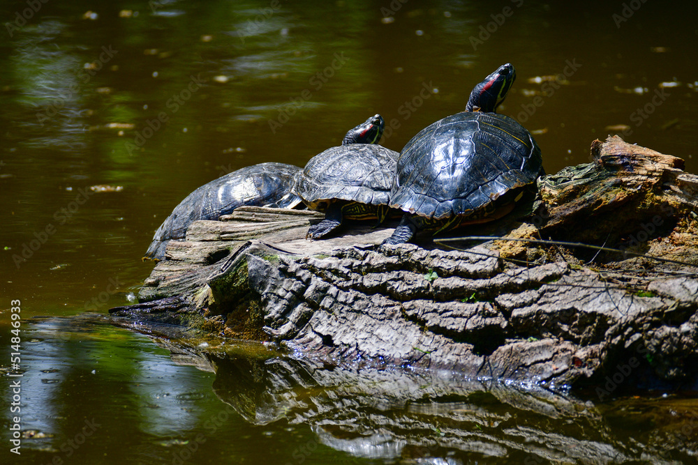 Freshwater red-eared turtle or yellow-bellied turtle. An amphibious animal with a hard protective shell swims in a pond. They sunbathe on a fallen tree in the water. Freshwater red-eared turtle or yellow-bellied turtle. An amphibious animal with a hard protective shell swims in a pond. They sunbathe on a fallen tree in the water.