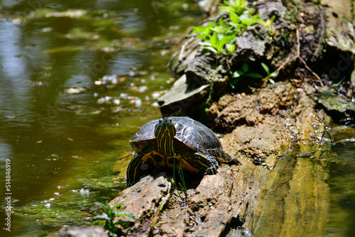 Freshwater red-eared turtle or yellow-bellied turtle. An amphibious animal with a hard protective shell swims in a pond. They sunbathe on a fallen tree in the water.