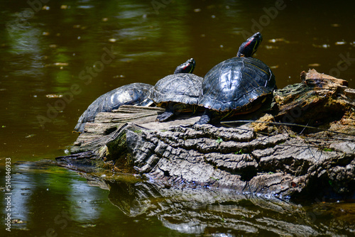 Freshwater red-eared turtle or yellow-bellied turtle. An amphibious animal with a hard protective shell swims in a pond. They sunbathe on a fallen tree in the water.
