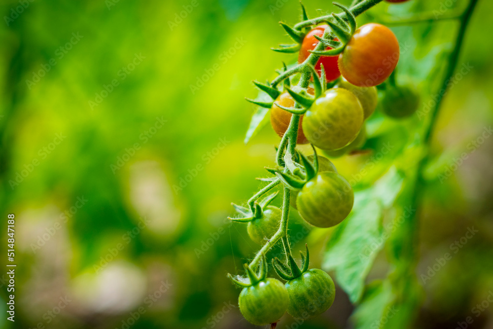Cherry tomatoes growing in different stages with blurry background.