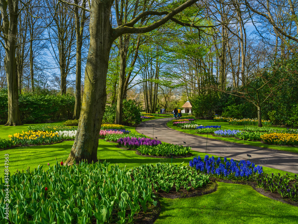 walking pathways and tulips in Keukenhof garden in Lisse, Netherlands