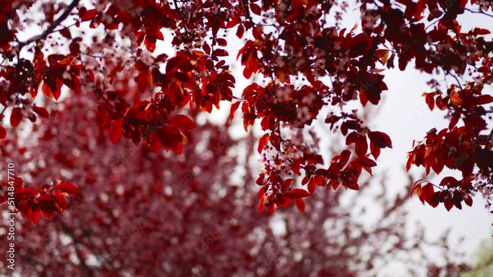 red blossoming tree. beauty of spring nature. walks around city. red blossoming tree. beauty of spring nature. walks around city.