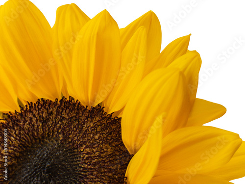 Bright yellow sunflower, cut and isolated on white background. Natural light with details of the flower.