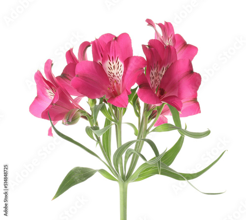 Bunch of alstroemeria flowers on white background, closeup