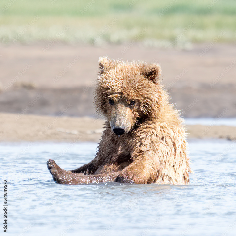 Alaska Coastal Brown Bear (Ursus arctos gyas), cub washing in the river, Katmai National ParkUSA, North America Alaska Coastal Brown Bear (Ursus arctos gyas), cub washing in the river, Katmai National ParkUSA, North America