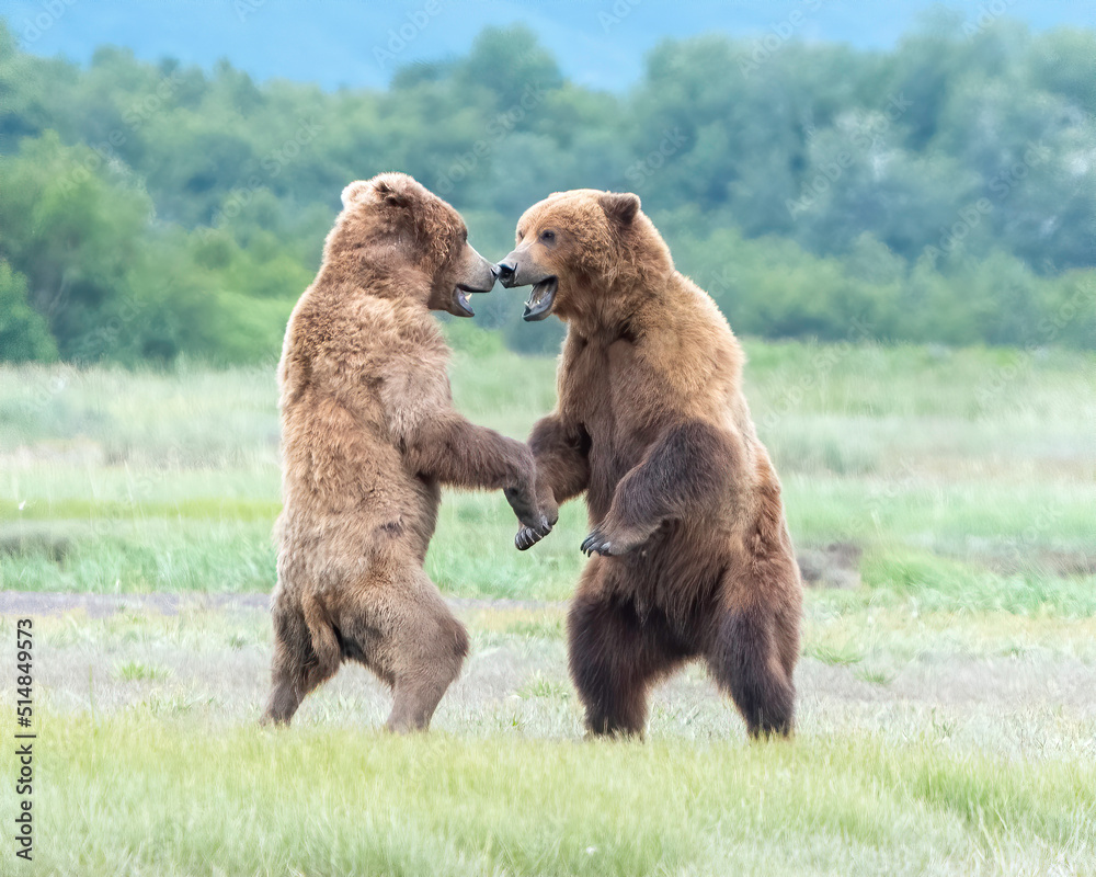 Obraz premium Alaska Coastal Brown Bear (Ursus arctos gyas), cubs play fighting, Katmai National Park USA, North America