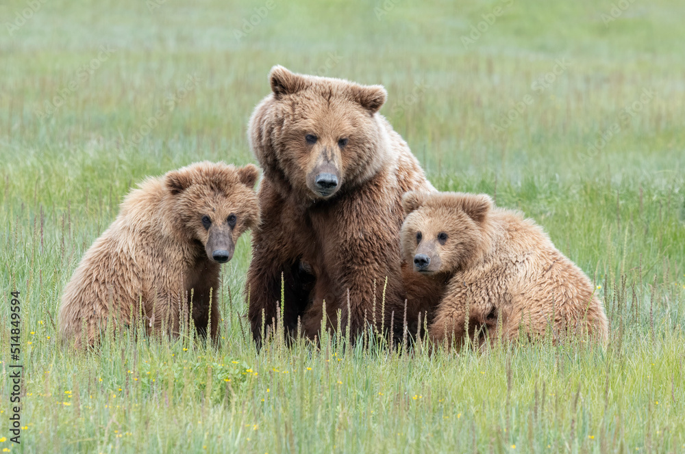 Fototapeta premium Alaska Coastal Brown Bear (Ursus arctos gyas) family, Katmai National Park, Alaska