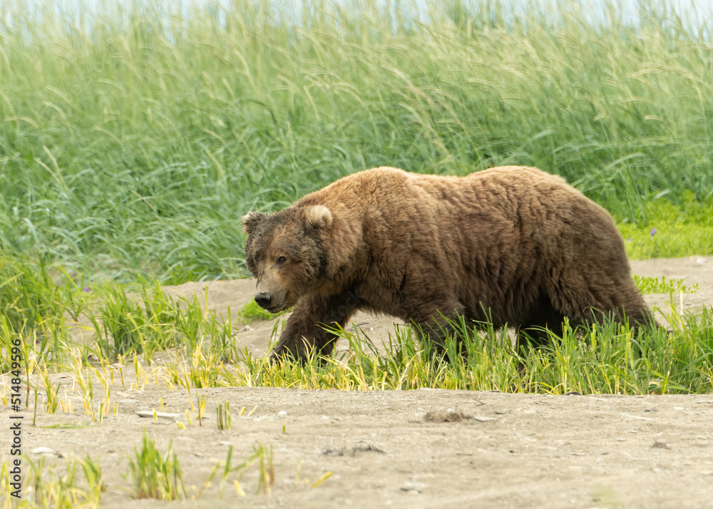 Alaska Coastal Brown Bear (Ursus arctos gyas), McNeil Perseve, Alaska
