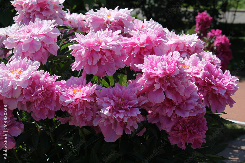 Pink double flowers of Paeonia lactiflora (cultivar Kievskaya Rus'). Flowering peony in garden Pink double flowers of Paeonia lactiflora (cultivar Kievskaya Rus'). Flowering peony in garden