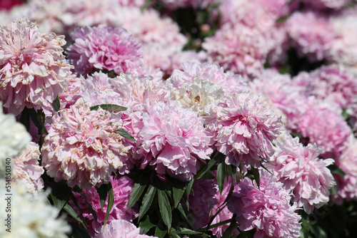 Pink double flowers of Paeonia lactiflora (cultivar Yablochkina). Flowering peony in garden photo