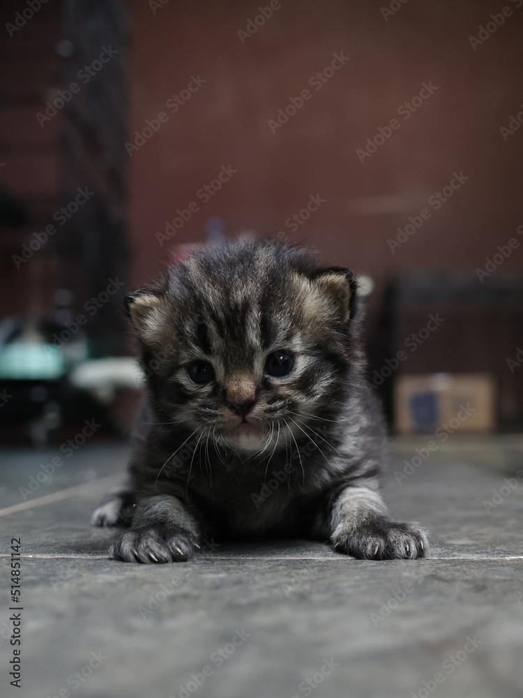 Fototapeta premium cat on the floor