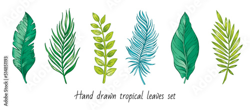 Tropical exotic plants leaves in sketch style. Vector engraved botanical set of jungle foliage, hand drawn outline banana and coconut palm trees, monstera and philodendron leaves isolated on white